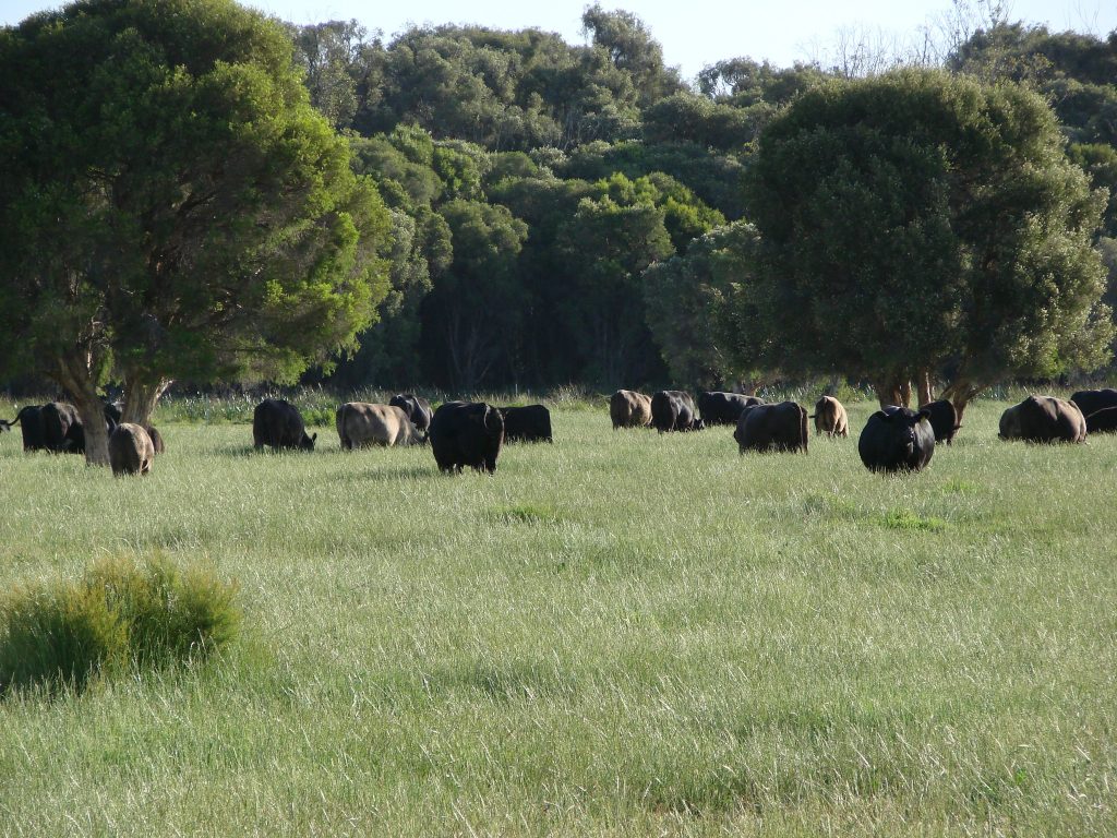 Gingin Beef CCTV Cameras